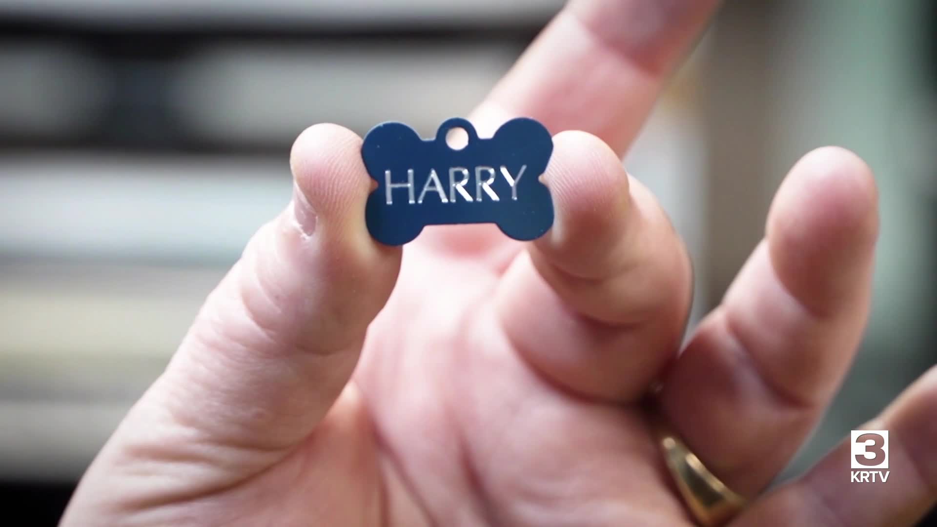 Great Falls Animal Shelter is providing free engraved pet tags