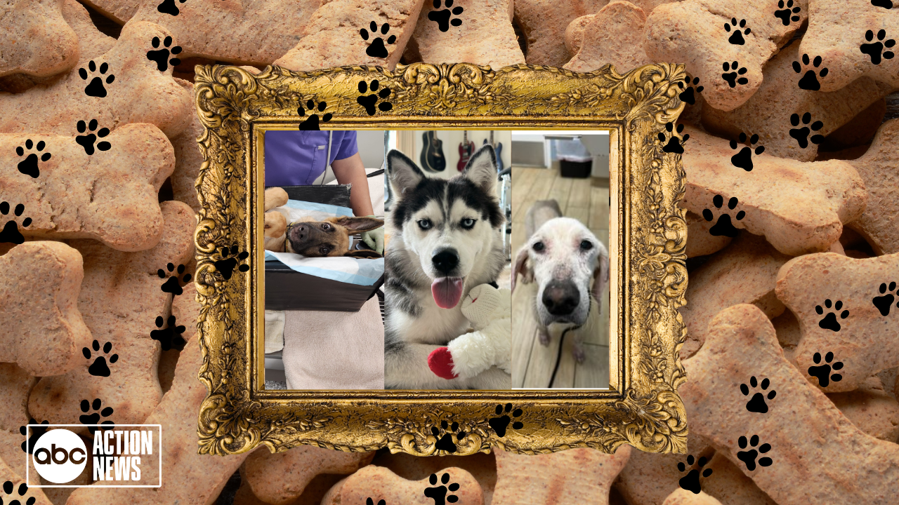 Rescues in Action: Finn, Jewel, Harmony