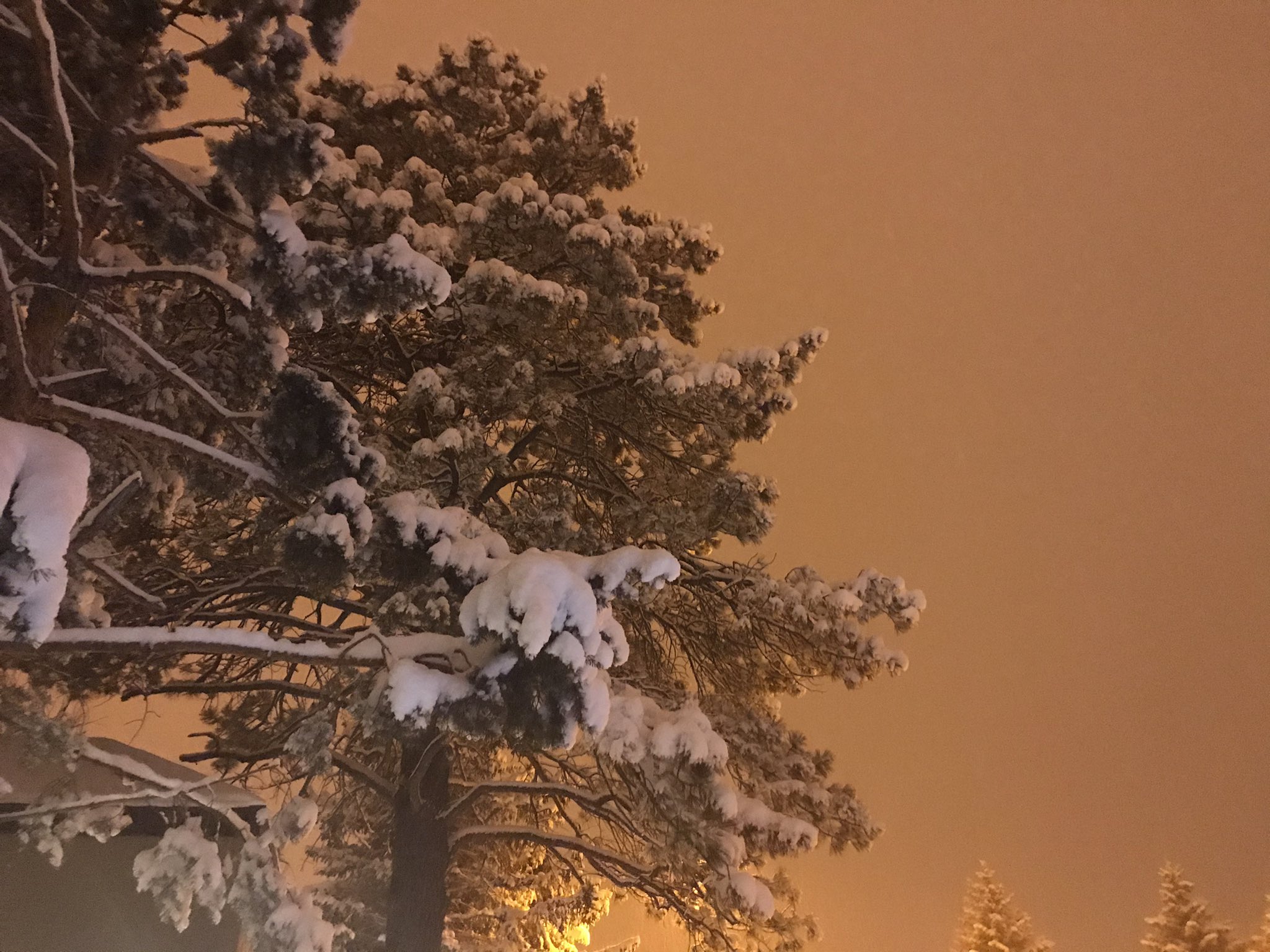 Snowy tree Flagstaff snow