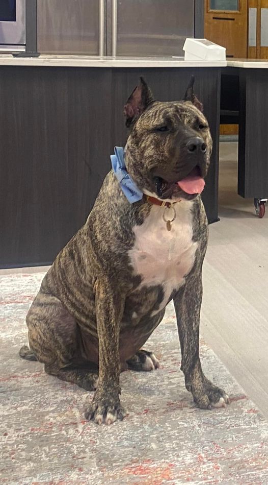 Ethan the dog