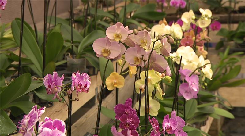 Gulf Orchids offers a tropical oasis to spruce up any home garden 