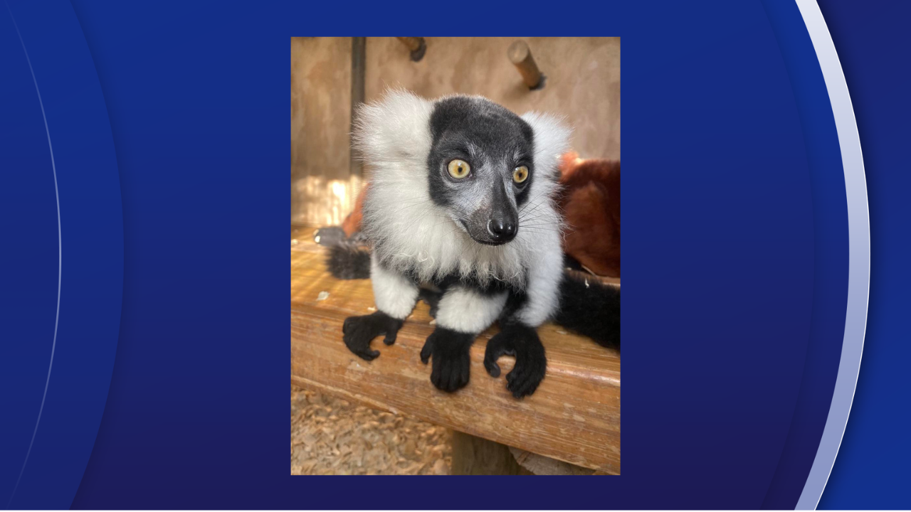 VENUS THE LEMUR.png