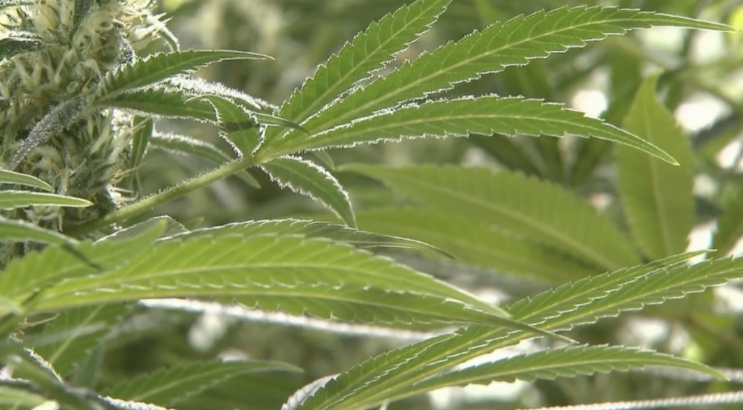 Lake Co marijuana 