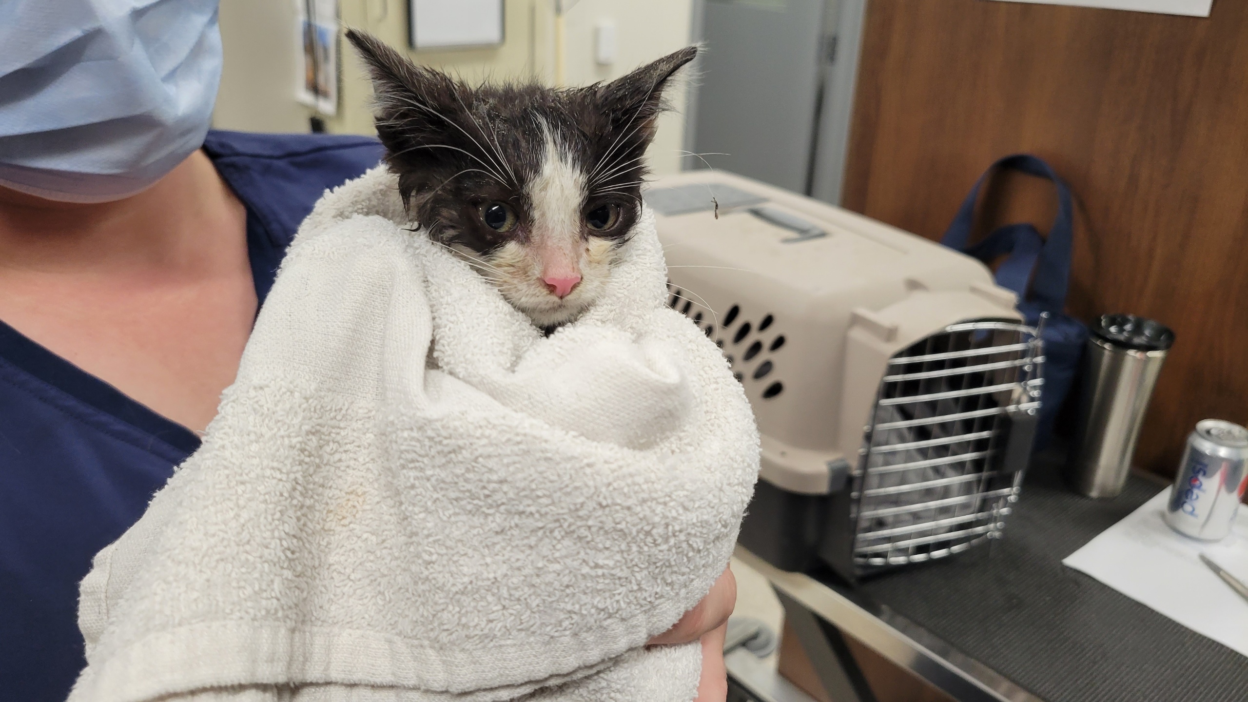 Lansing kitten rescued from storm drain