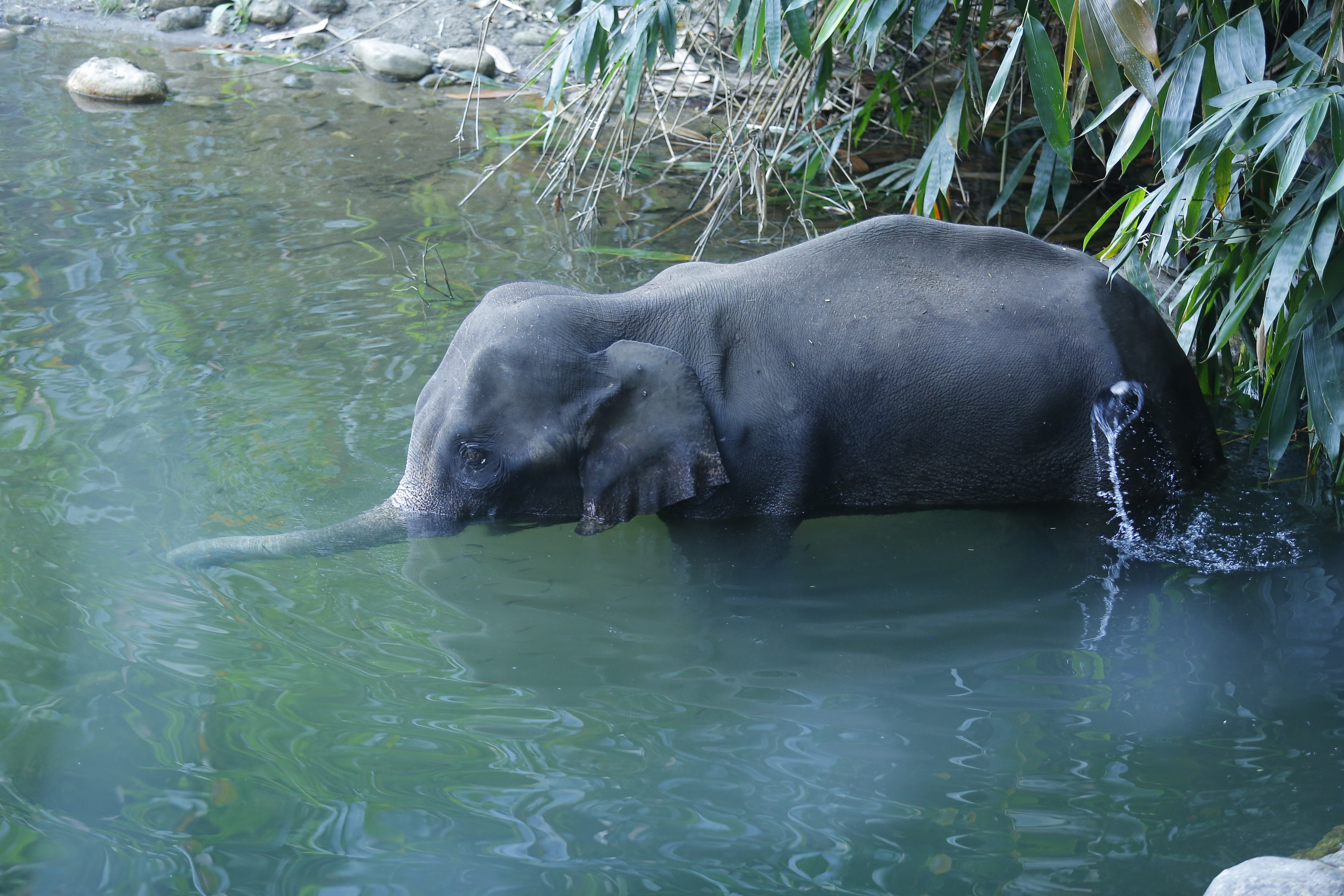 Pregnant elephant dies after biting pineapple stuffed with firecrackers