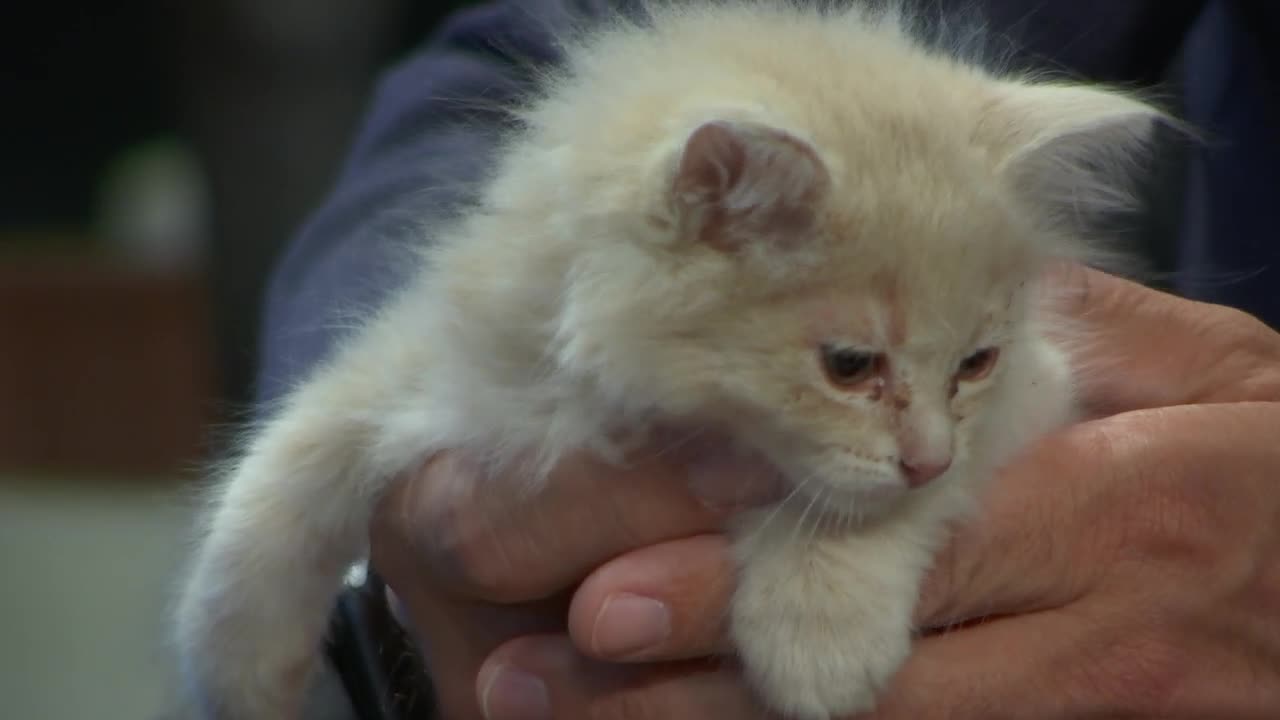 Kern Living, Cash, Kern County Animal Services