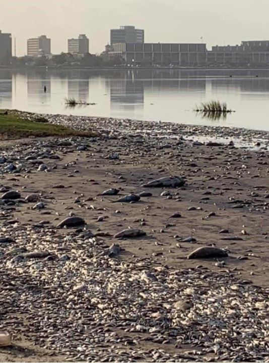 fish_kill_courtesy_LDWF,facebook.JPG