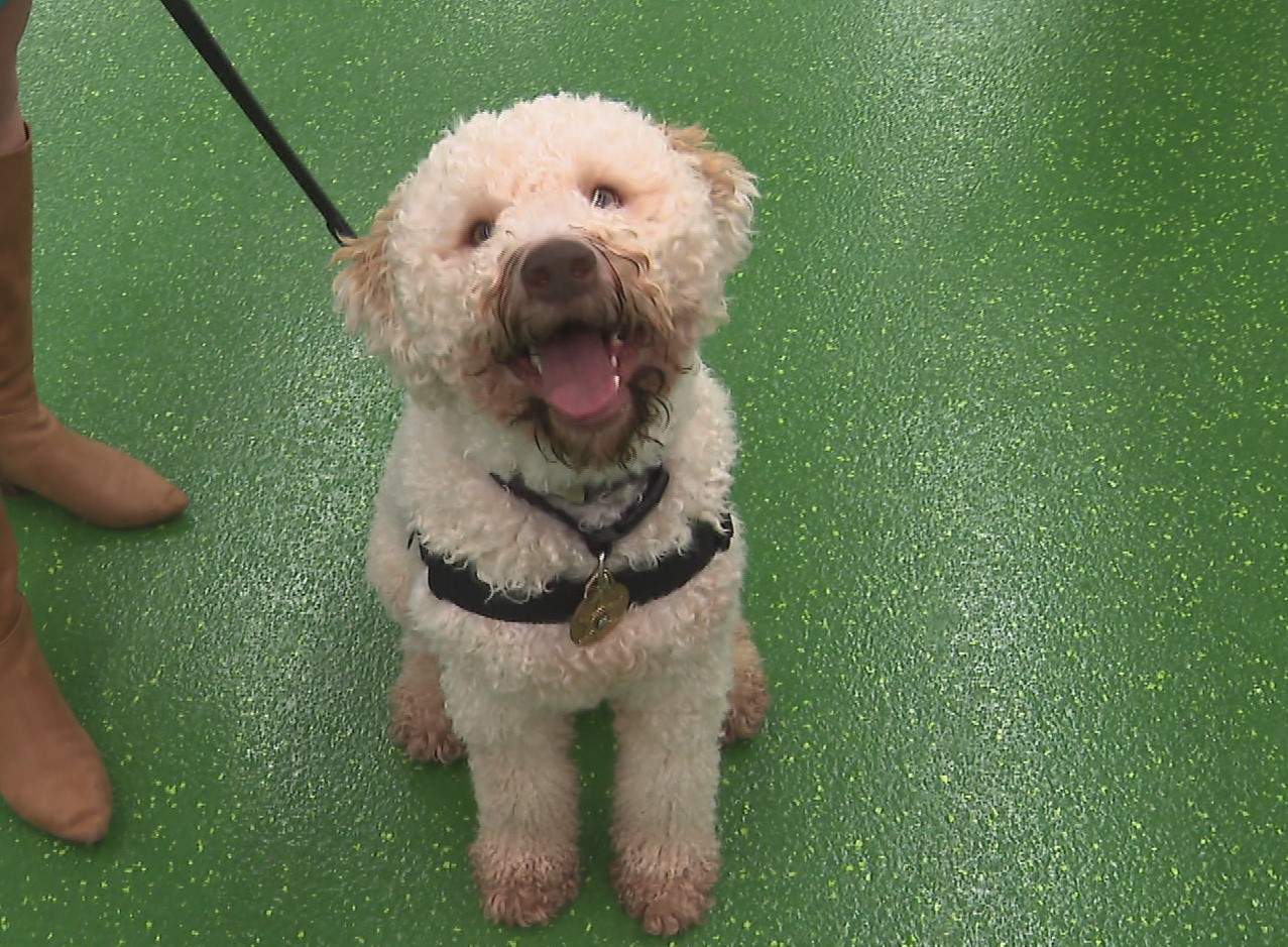 Man's bestfriend: New therapy dog donated to Williamson County Sheriff's Office 