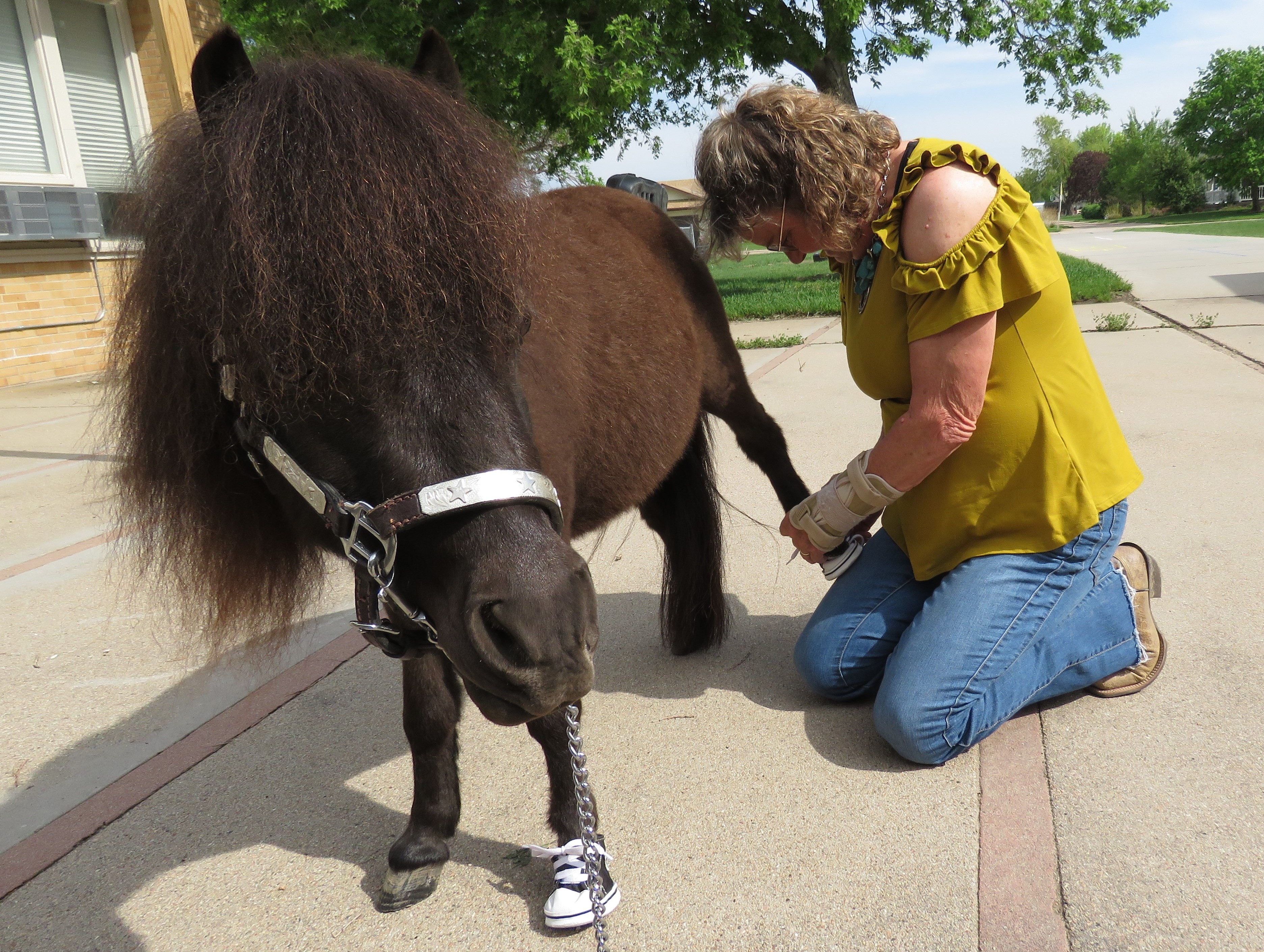 Tiny Horse Photo 1.JPG