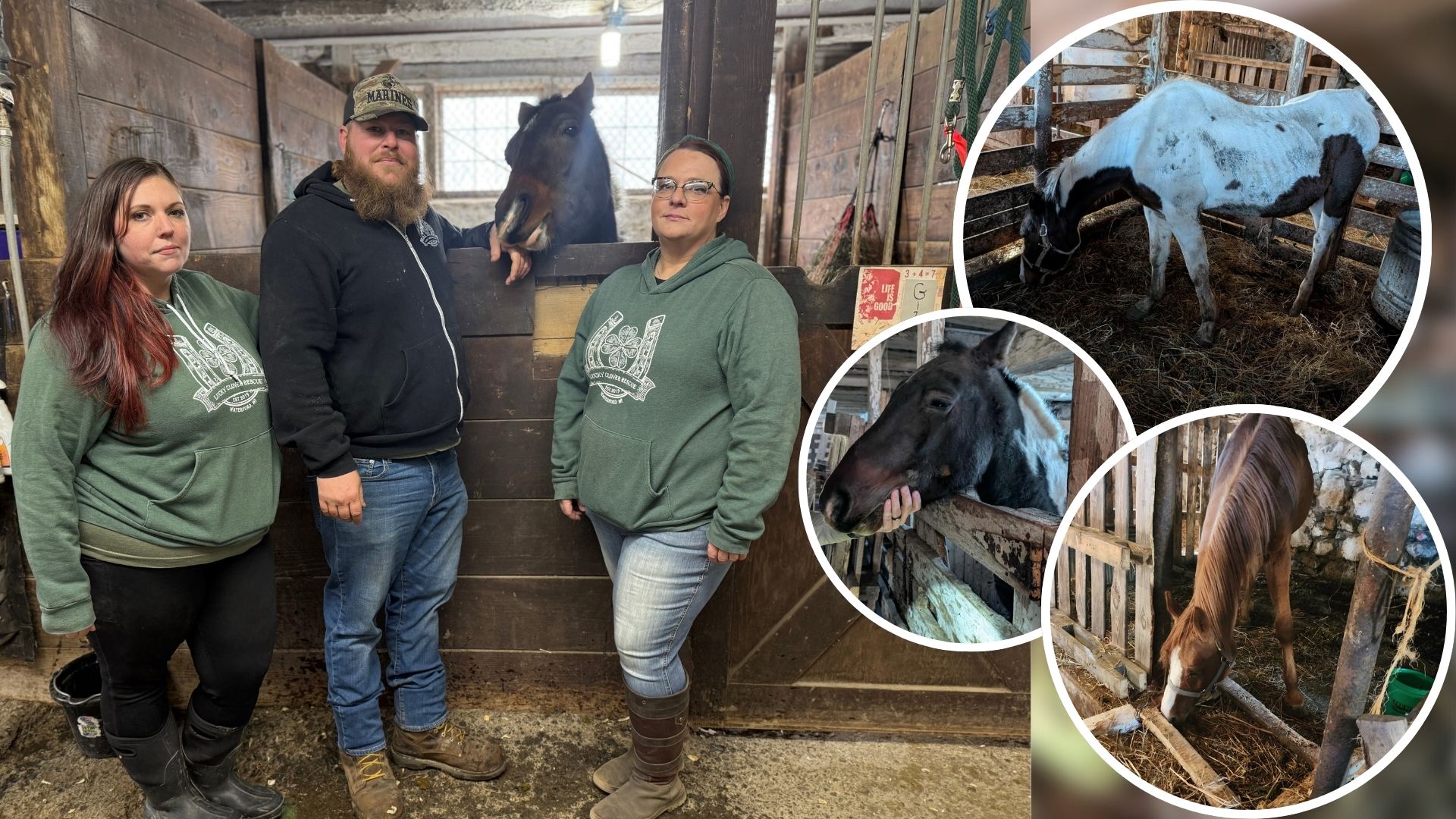 Animal abuse Sheboygan Co, Waterford rescue