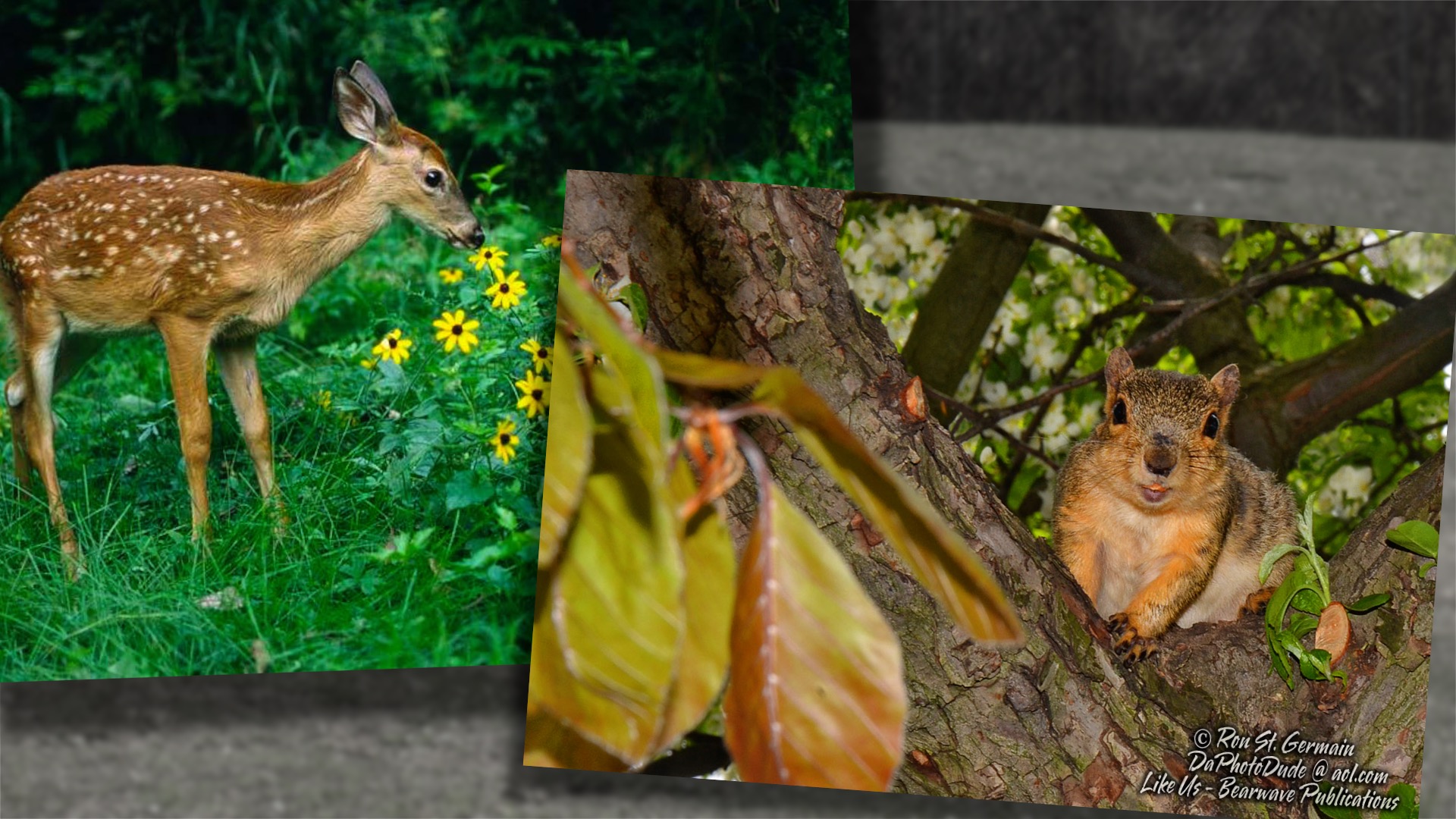 Baby Animals in the wild