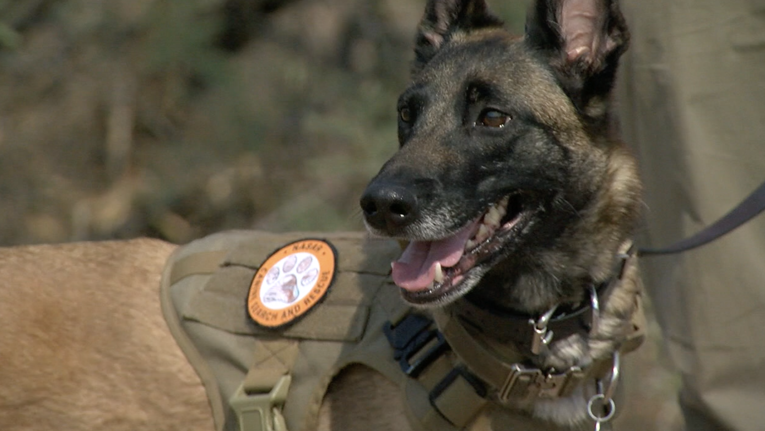 Valley Search & Rescue dog