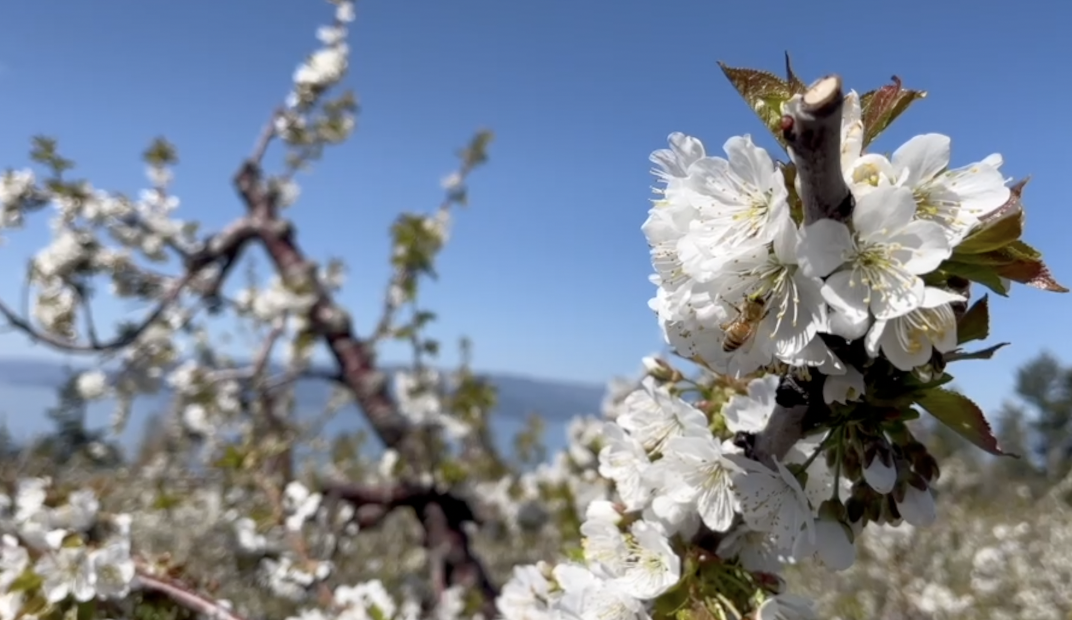 Cherry bloom