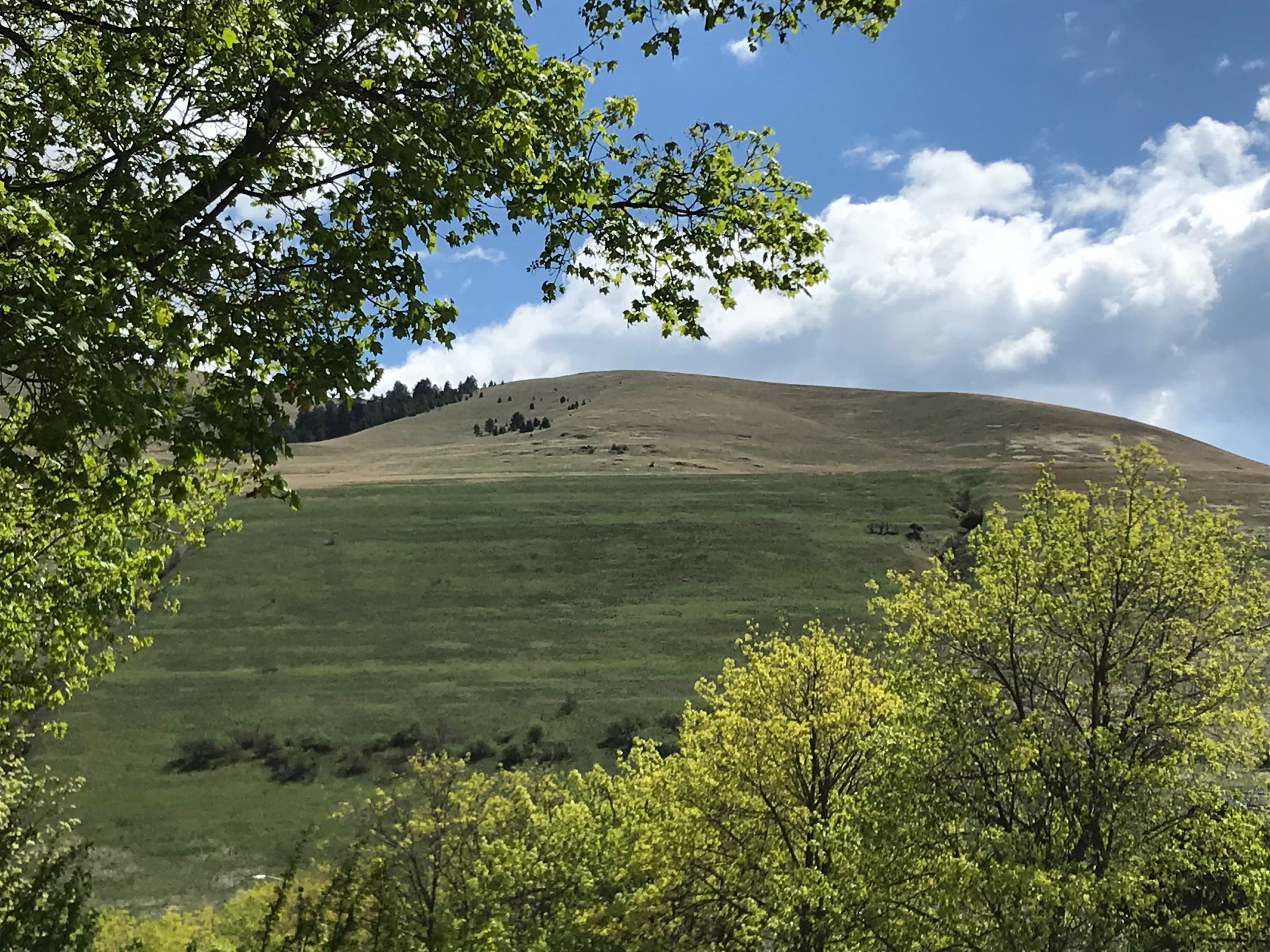 Mount Sentinel showcases regrowth after 2020 grassland fire