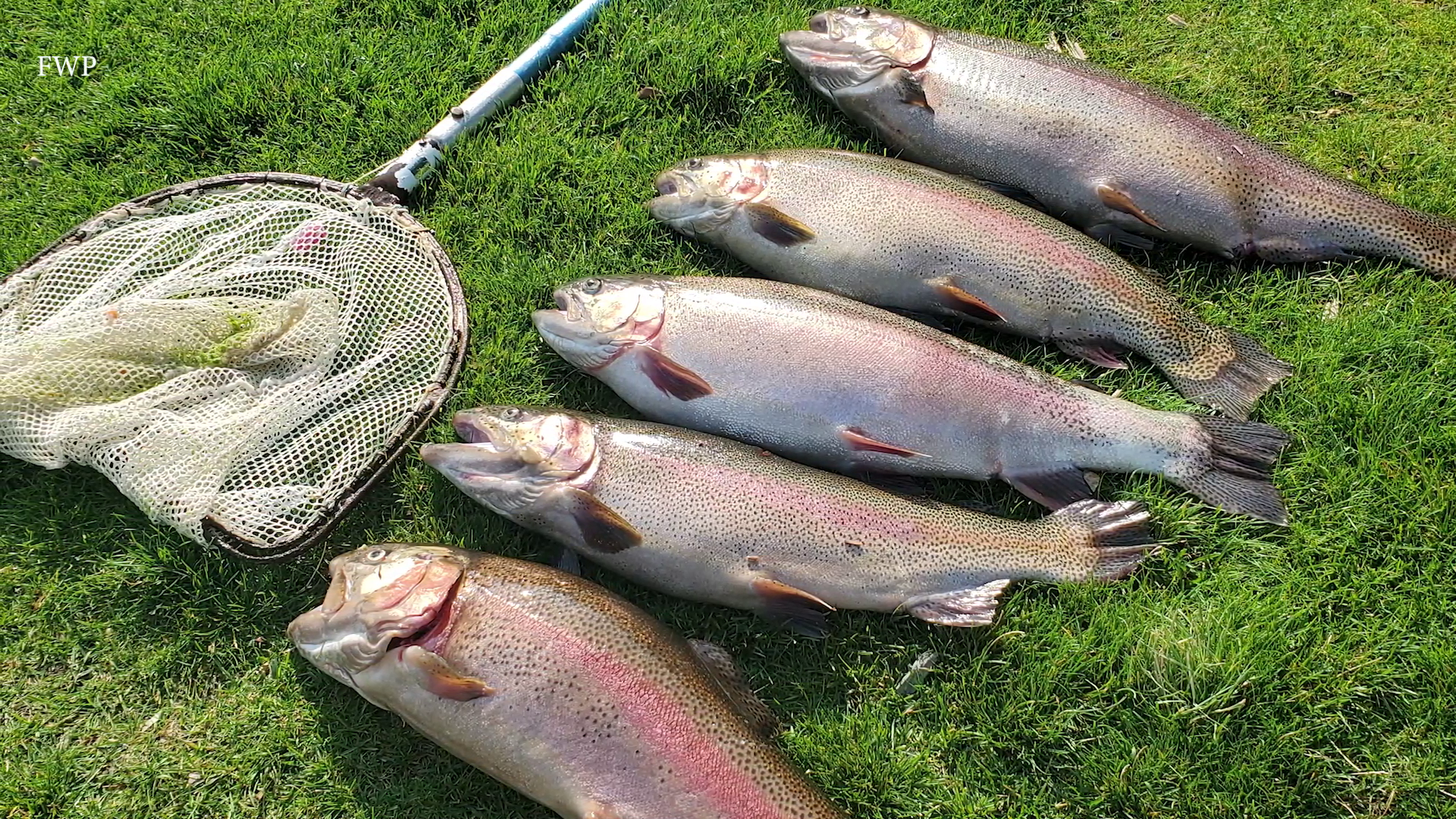 "fish stabbing" at Giant Springs