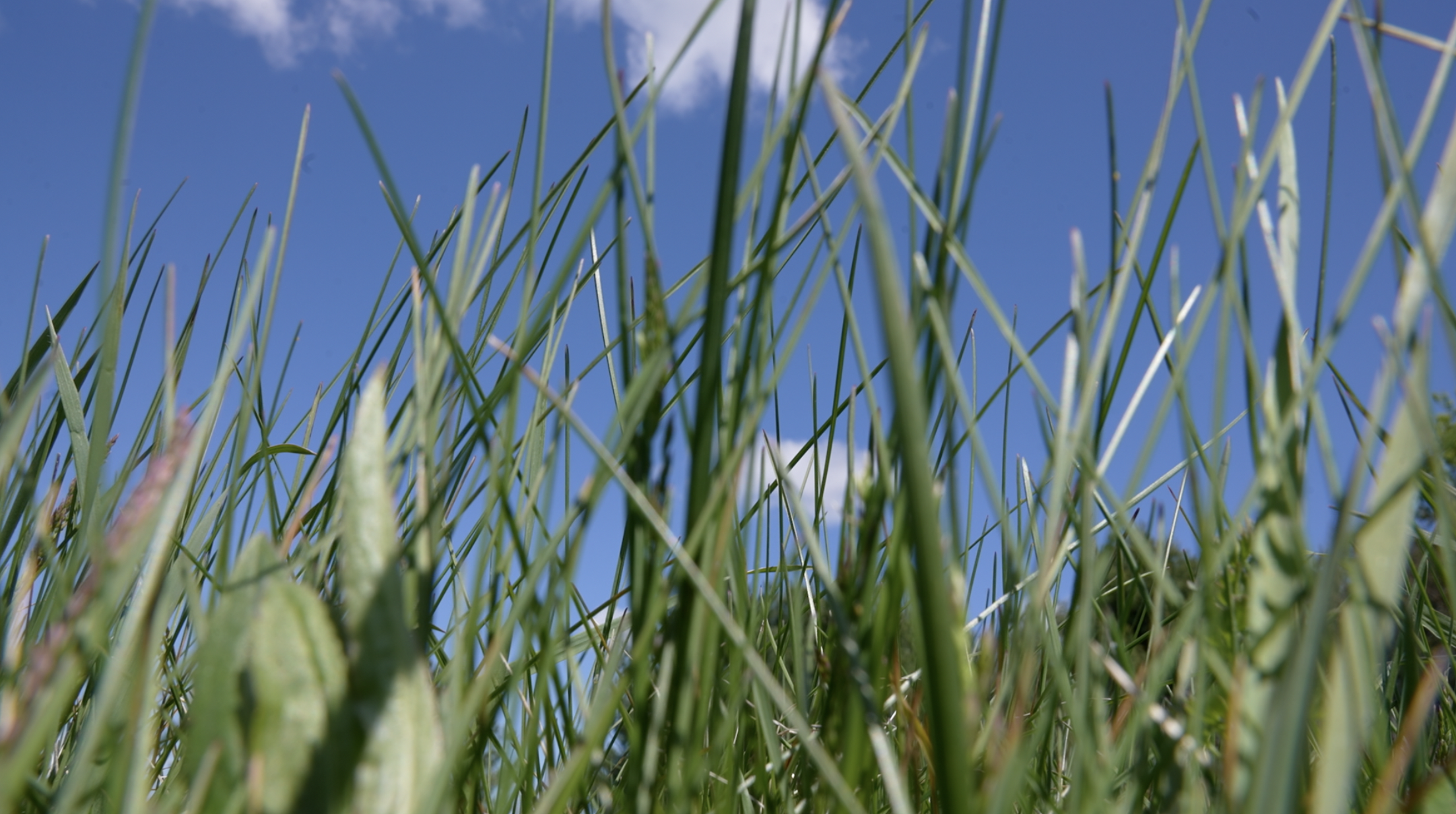 Grass in Jackson