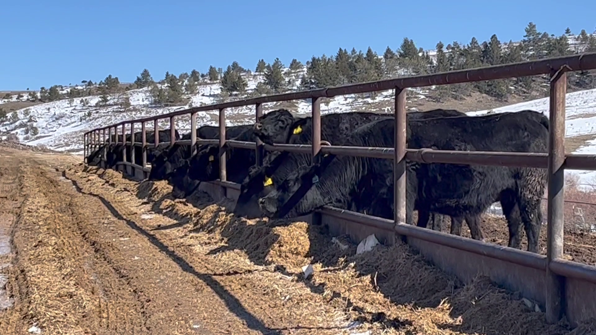 McCafferty Ranch using hydroponic plant for better beef