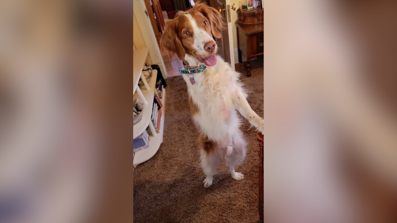 dexter the dog ouray.jpg