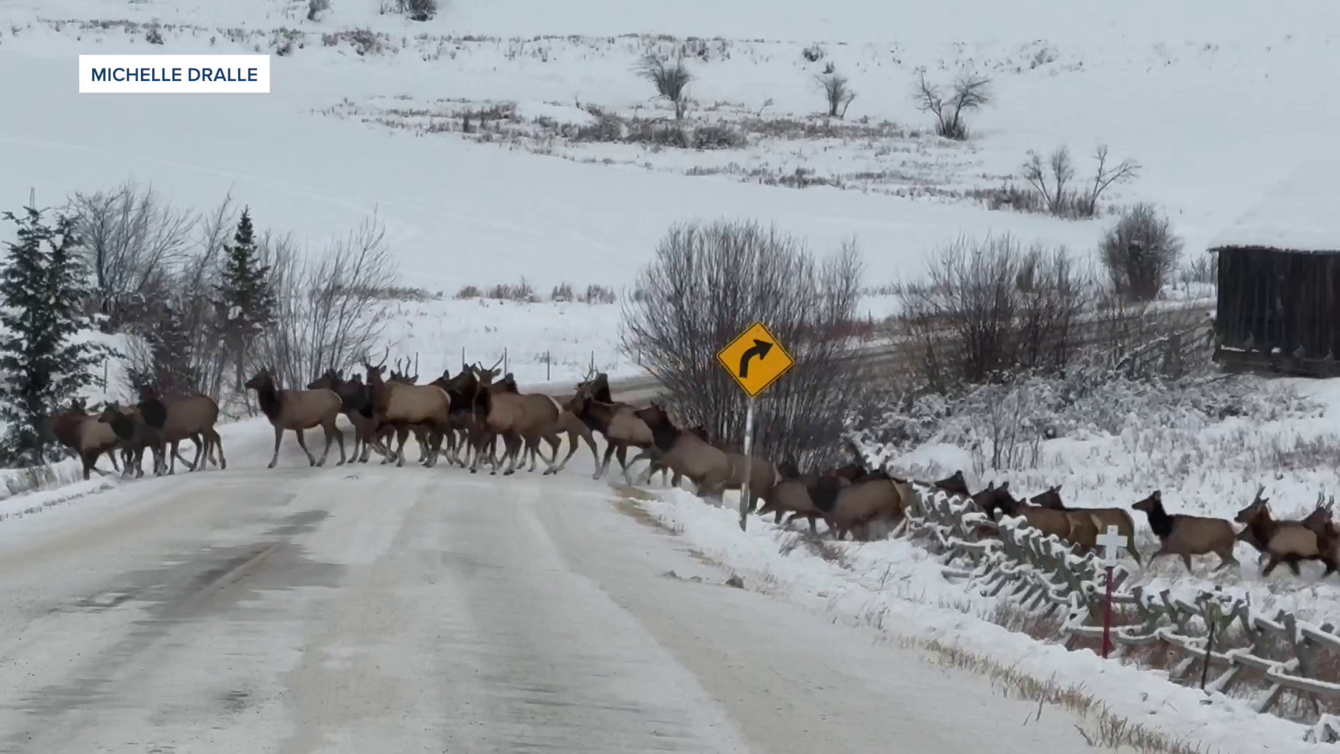 Epic elk crossing south of Bozeman