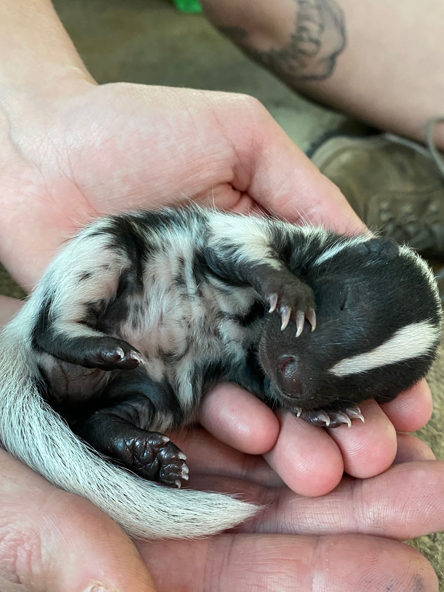 Baby Skunk