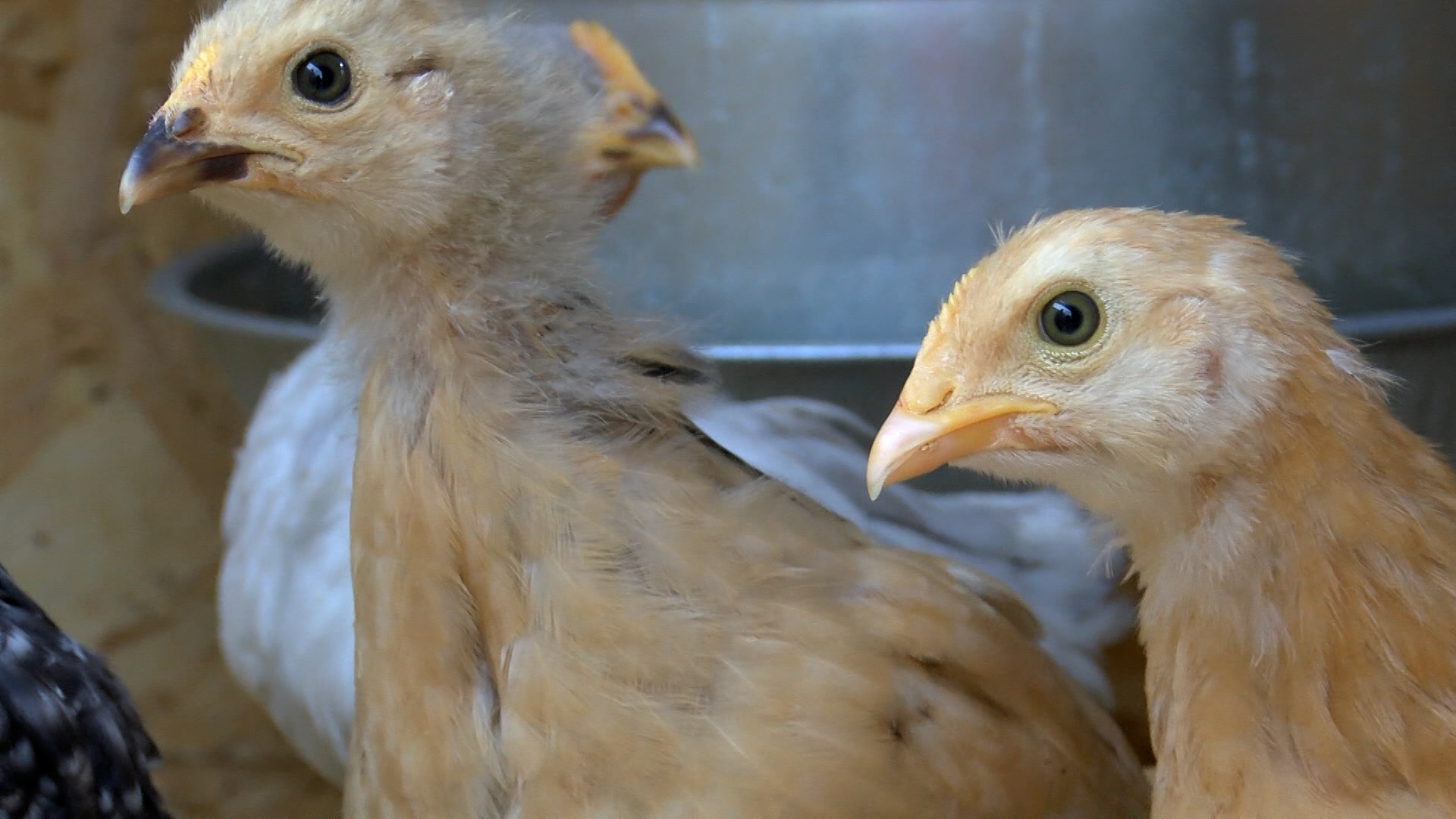 chicken.jpg