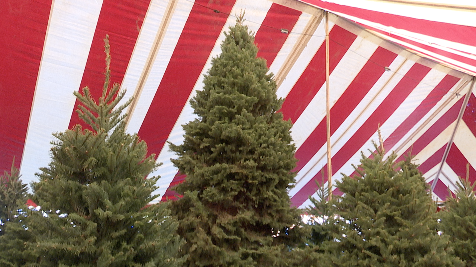 Buckelew Farm's Christmas tree lots had a busier-than-average opening day on Friday.