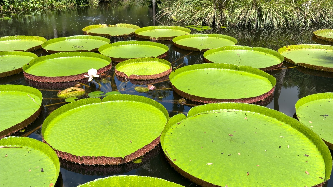 Bok Tower Gardens record-breaking giant waterlily wins global competition