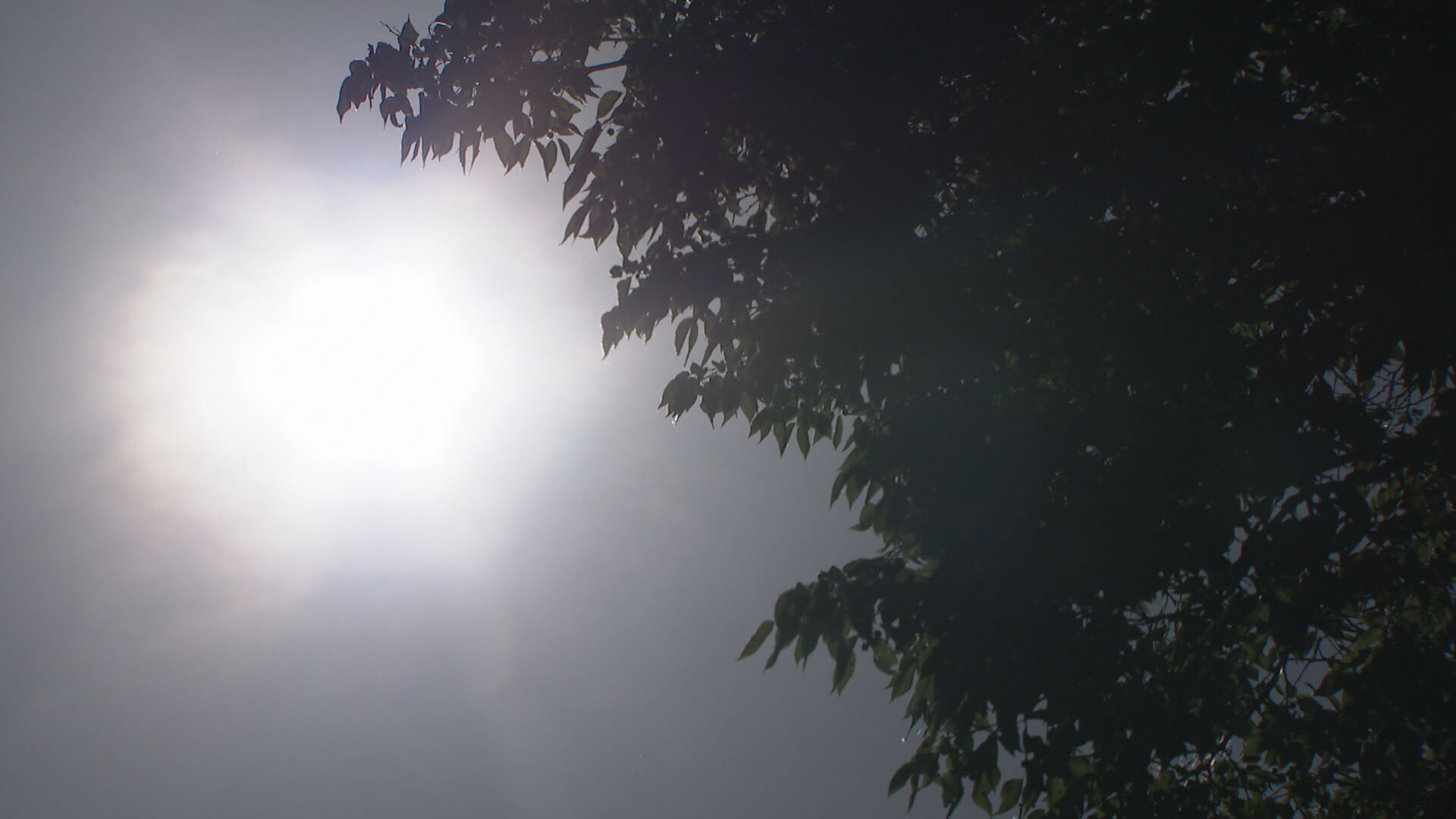 sunshine generic