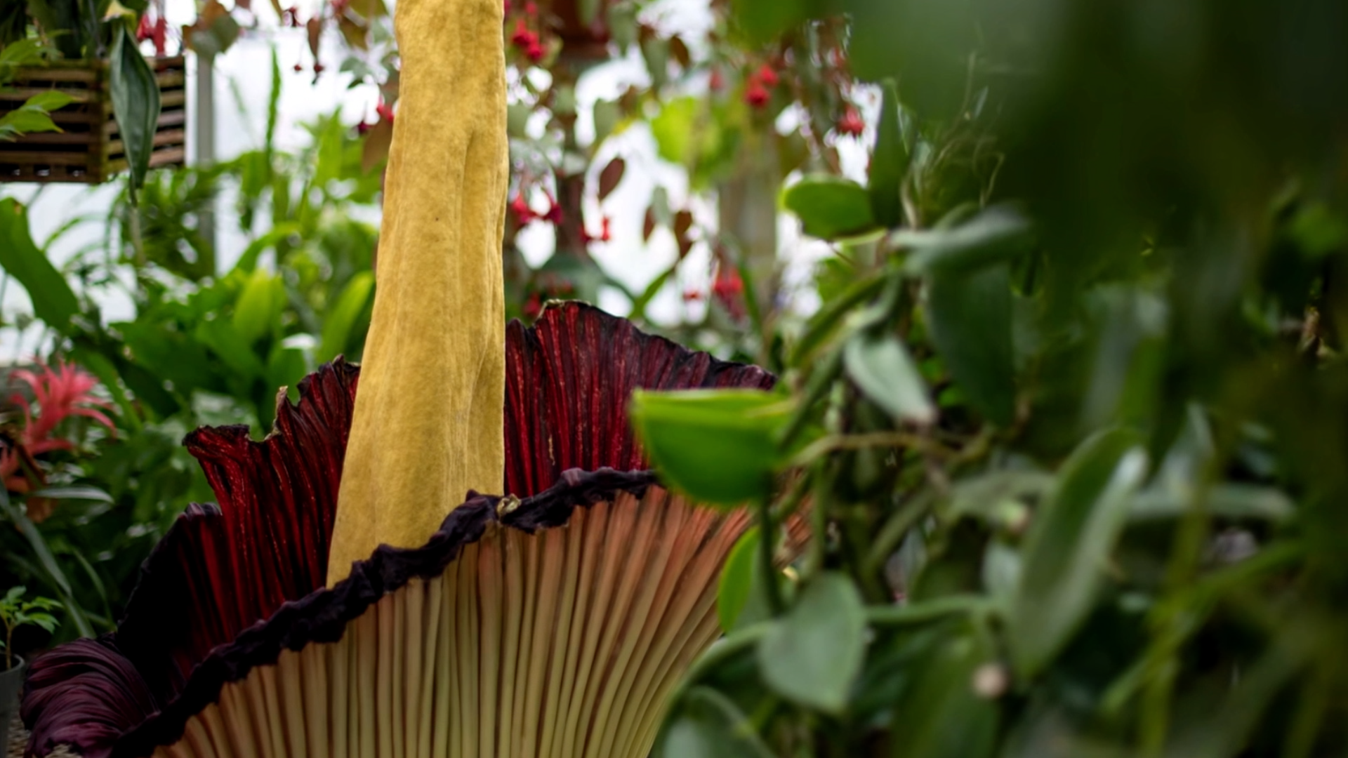 GVSU corpse flower.png