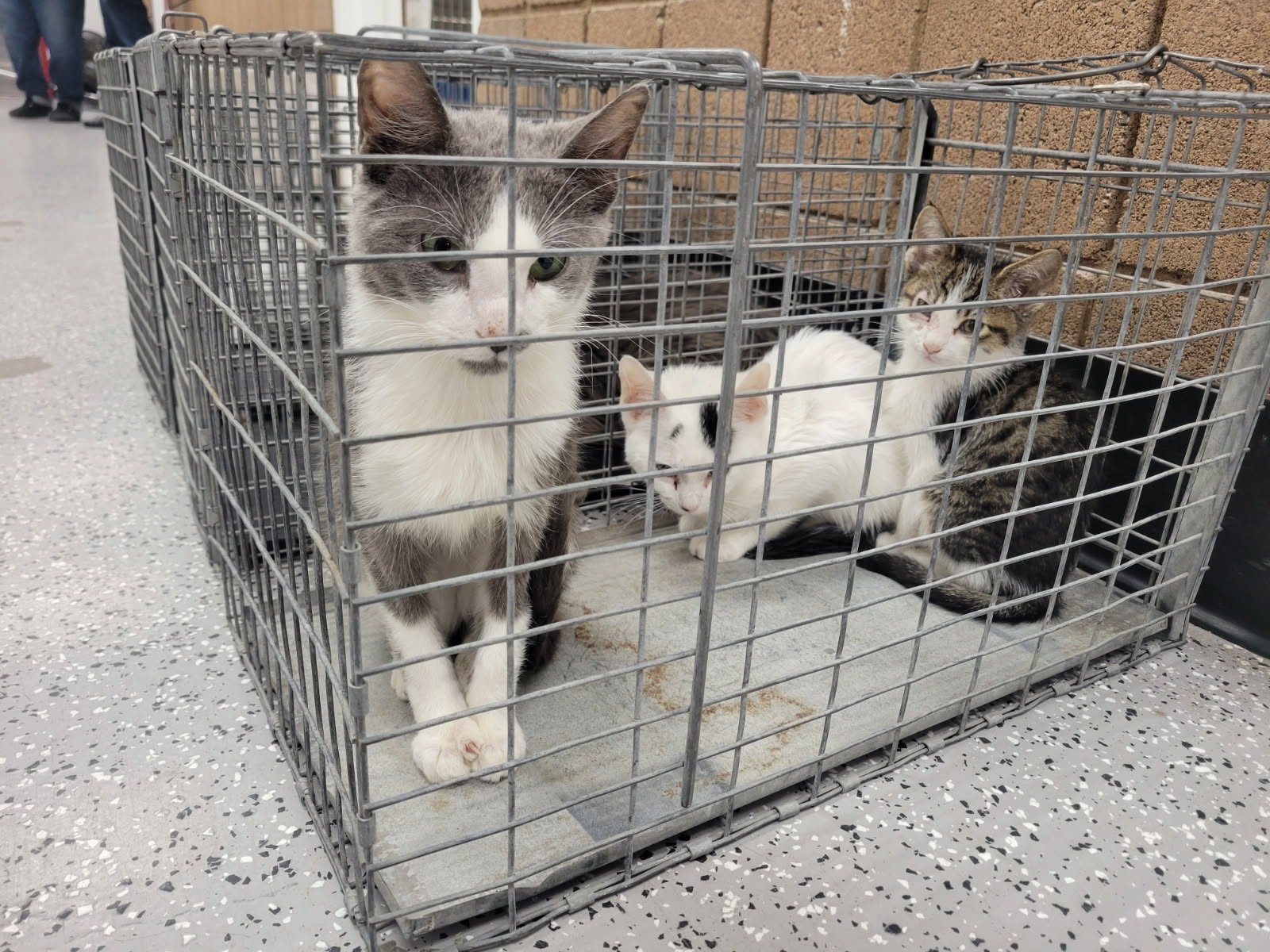 Over 40 animals rescued from 'unsanitary and neglectful conditions' in Henderson