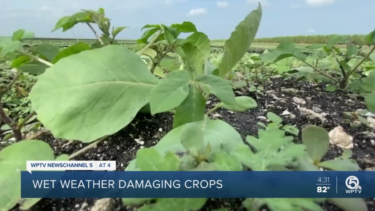 wptv-belle-glade-farmers.jpg