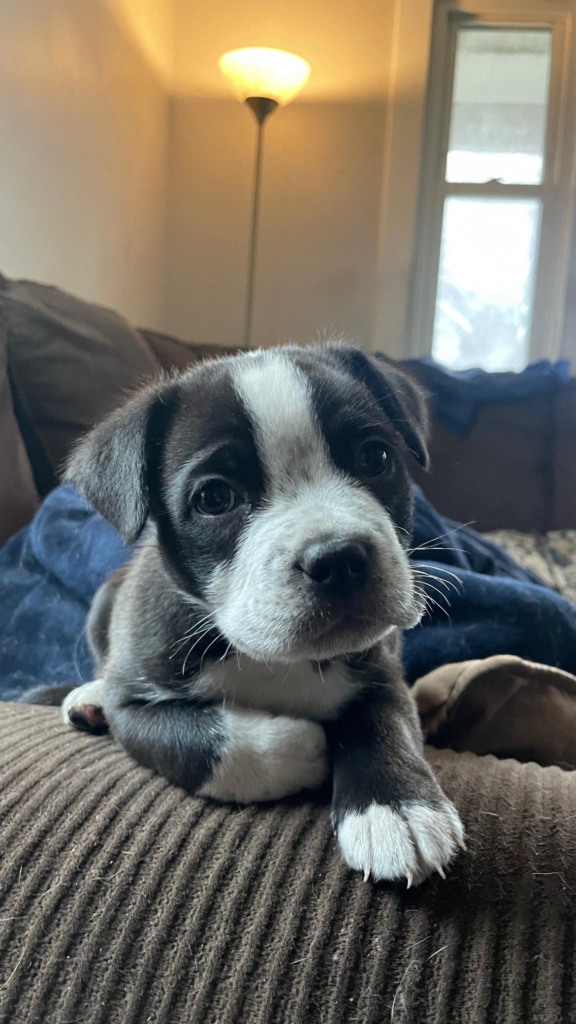 Pet Adoption Tuesday: Meet Duck!