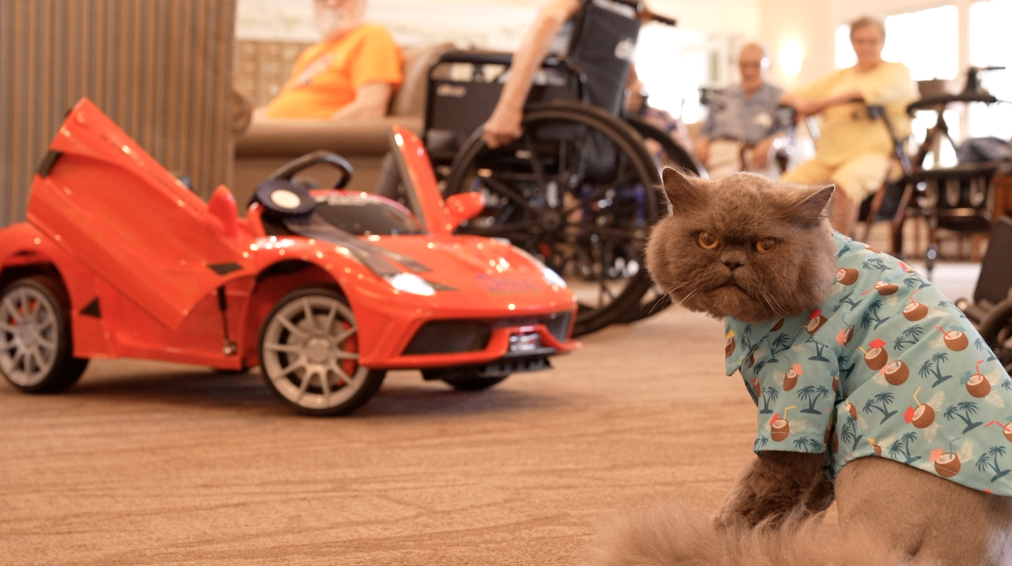 Max a Therapy Cat