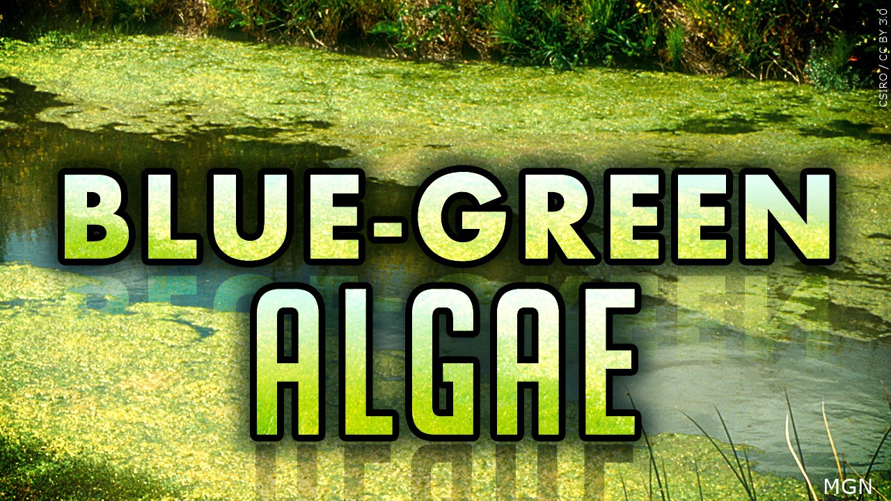 algae.jpg