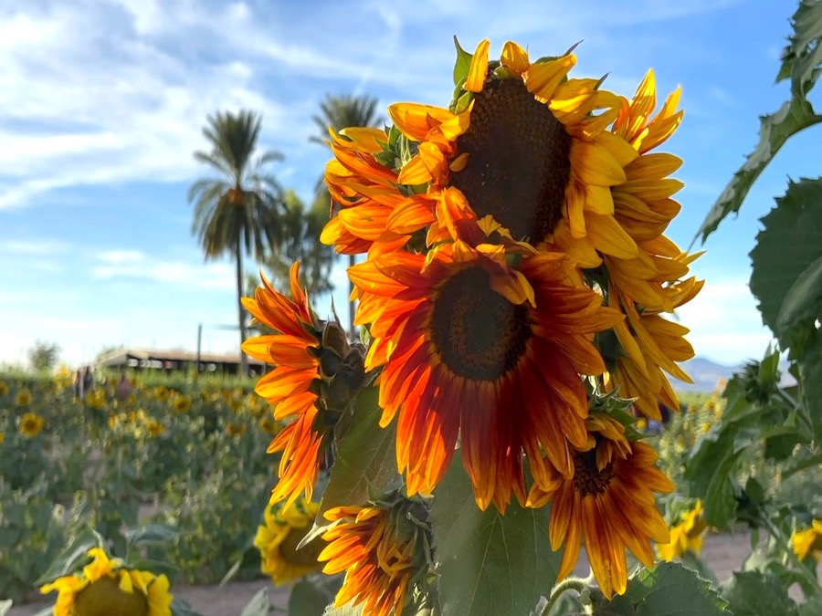 SUNFLOWER FIELD2.jpg