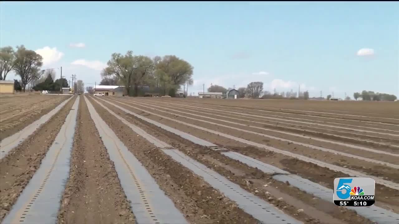 Melon farm in Rocky Ford