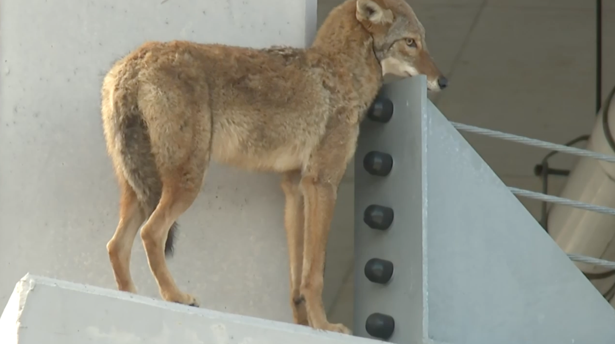 Coyote on hotel ledge