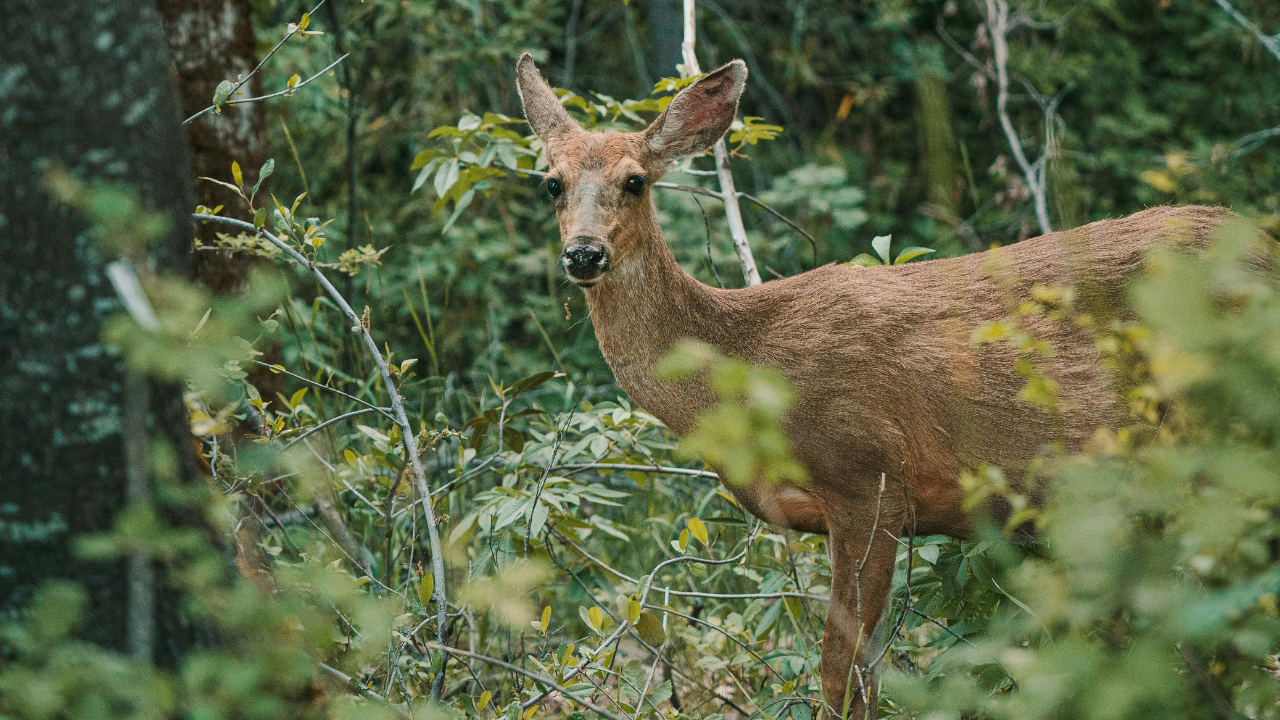 deer.png