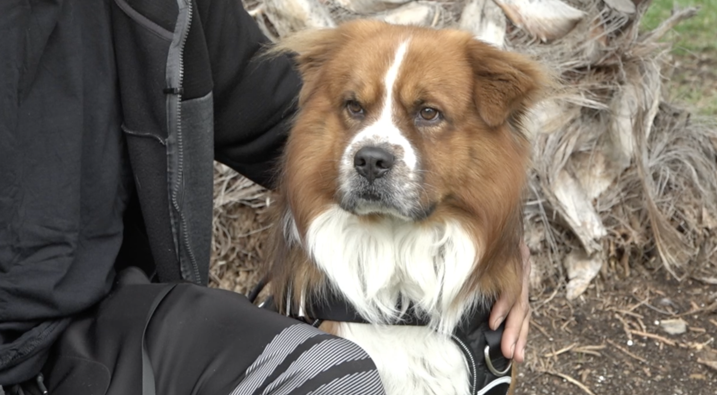 'Miracle' dog survives Oak Park house fire