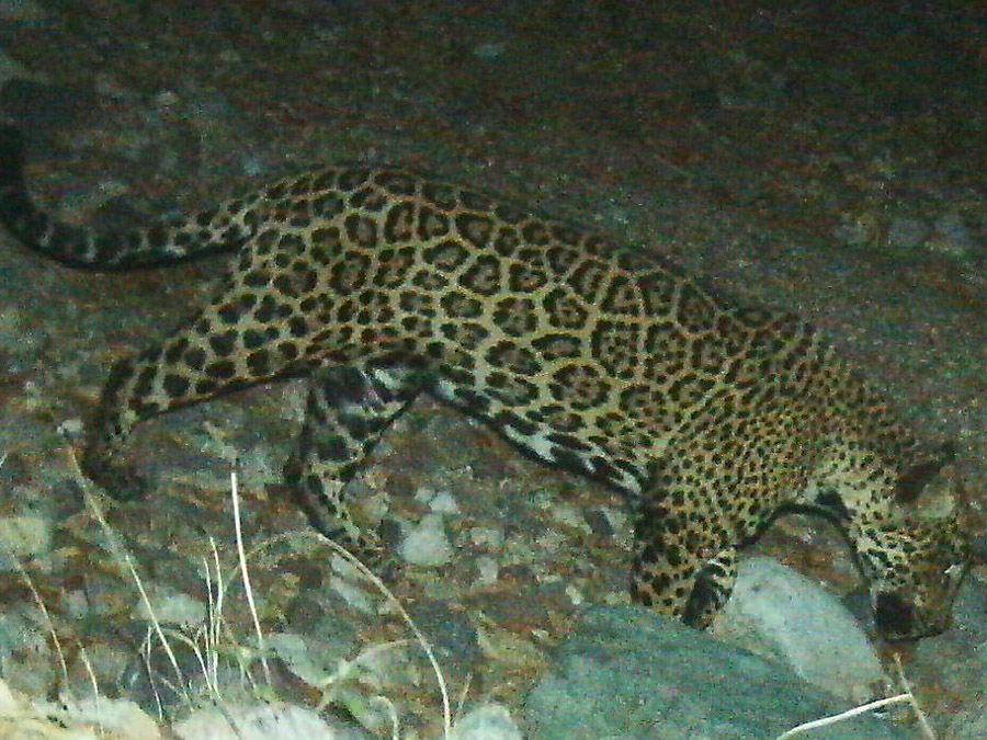 Mexico US Jaguar el jefe