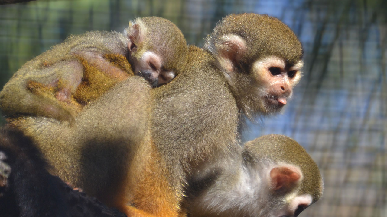 Lion Country Safari welcomed a new squirrel monkey named Everett to its troop on Dec. 2, 2024.