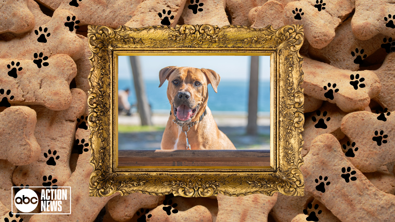 Rescues in Action: Gunner