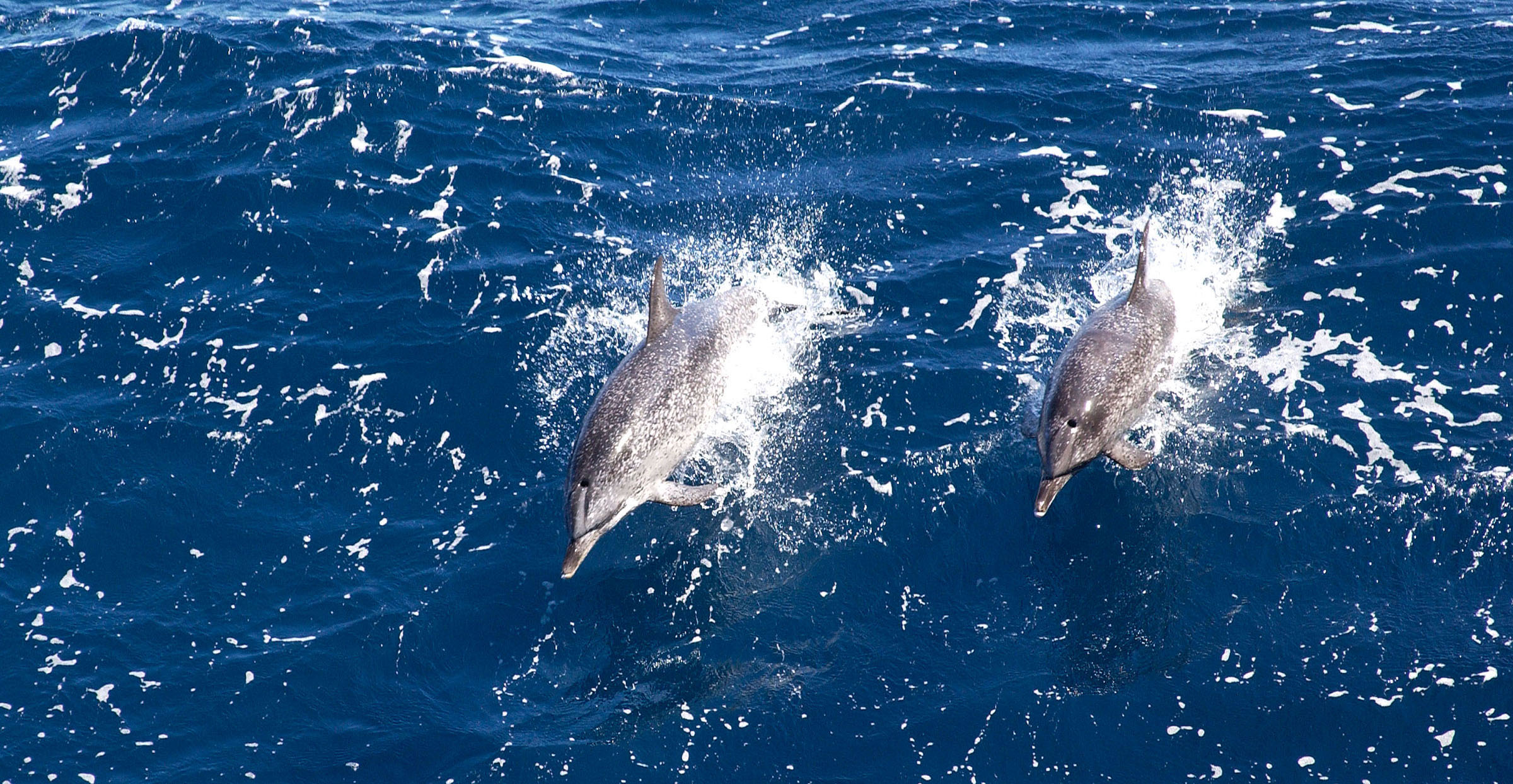 North Korea's military may be training dolphins, report says
