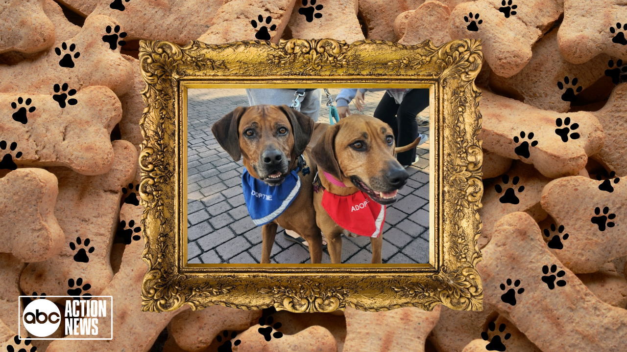 Rescues in Action: Kimba and Chaka