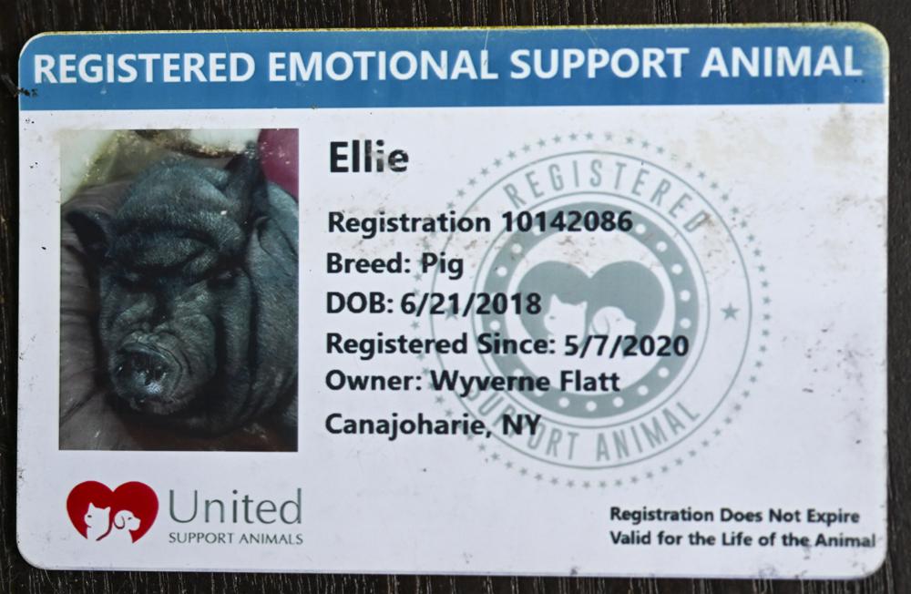 Emotional Pig AP.jpeg