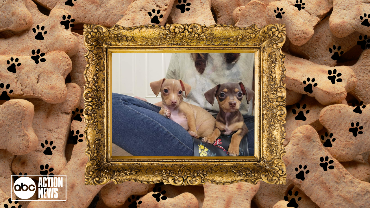 Rescues in Action: Moondoggy and Gidget