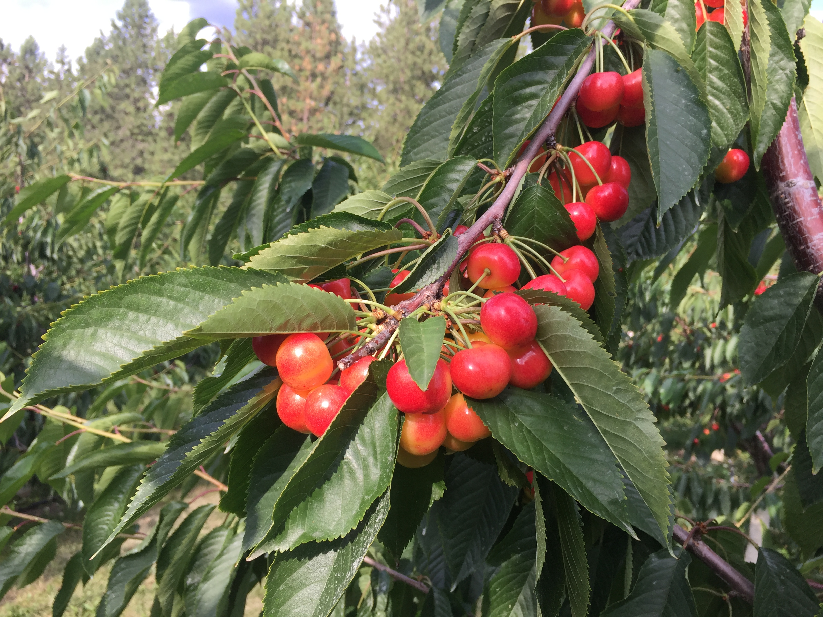 Flathead Cherry season officially getting underway