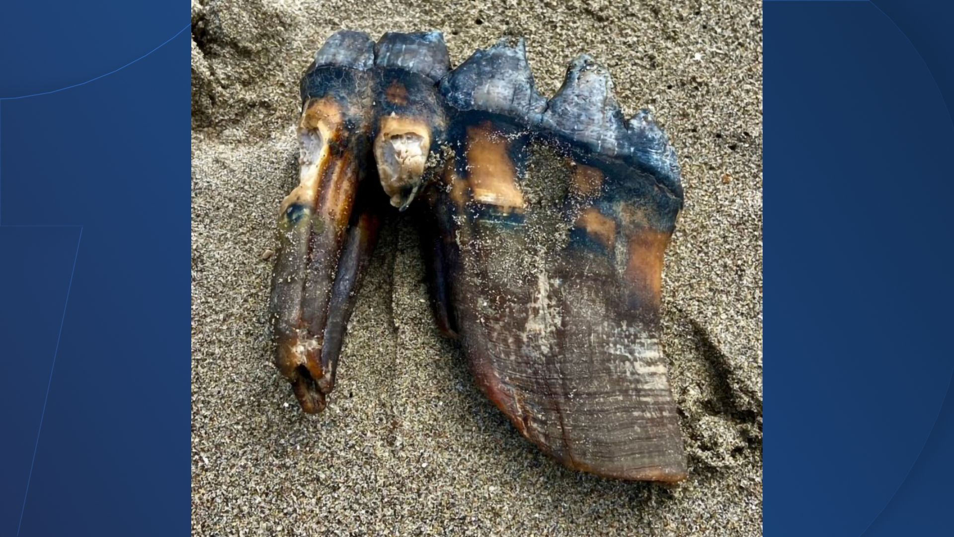 Mastodon tooth fossil found on California beach over Memorial Day weekend 2023