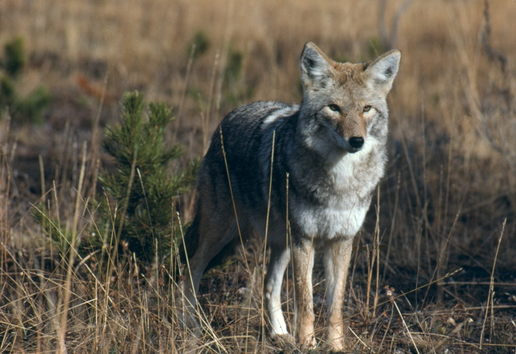 coyote national park service.jpeg