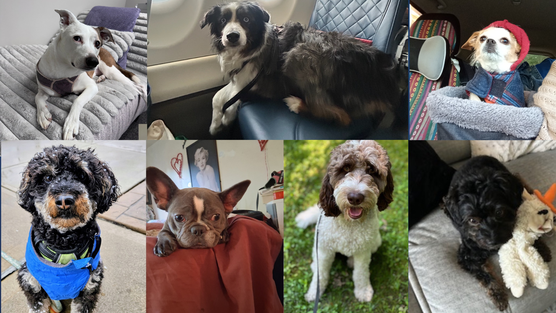 Dog walking forecast Jan. 12-25